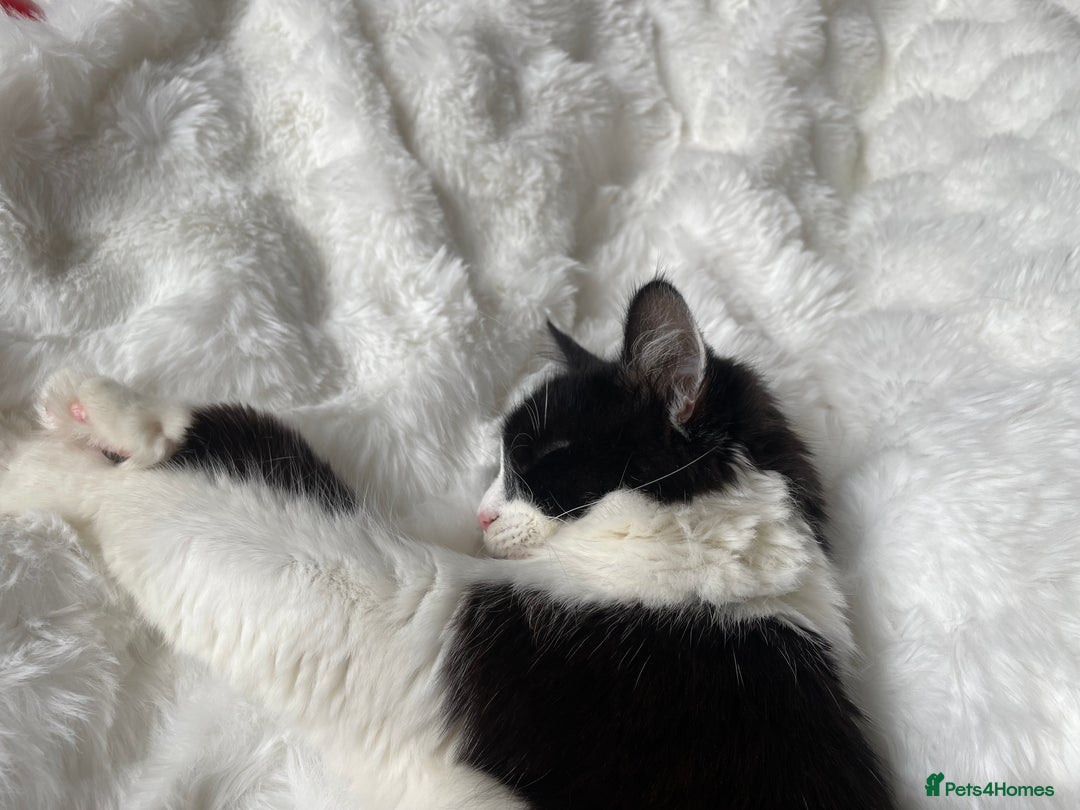 British Longhair cats for sale: British Longhair - Advert 8