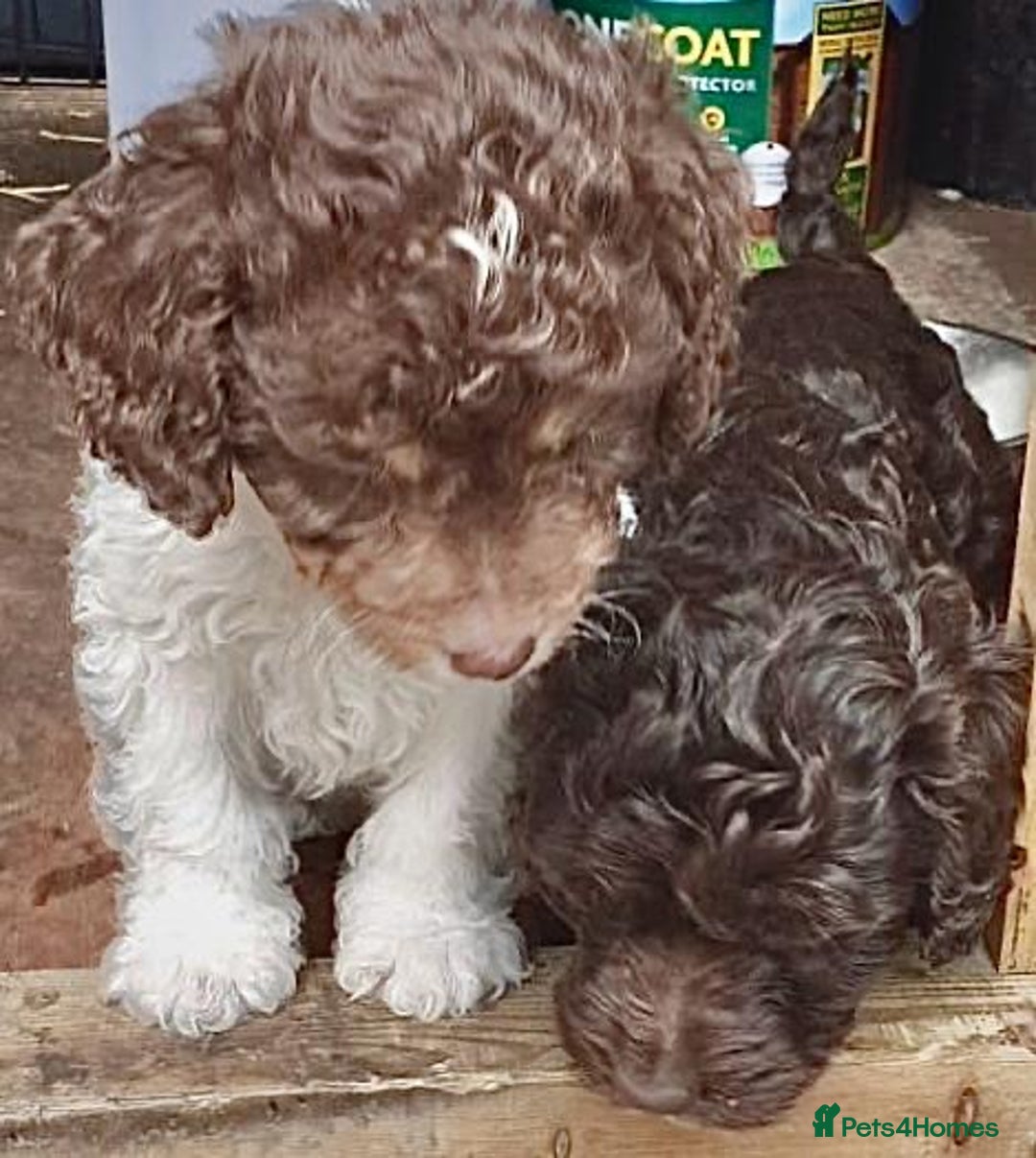 Cockapoo dogs for sale: 2 male cockapoo puppies  - Image 7
