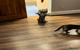 Bengal cats for sale: Available Pure Bengal kittens now! ♥️ - Image 6