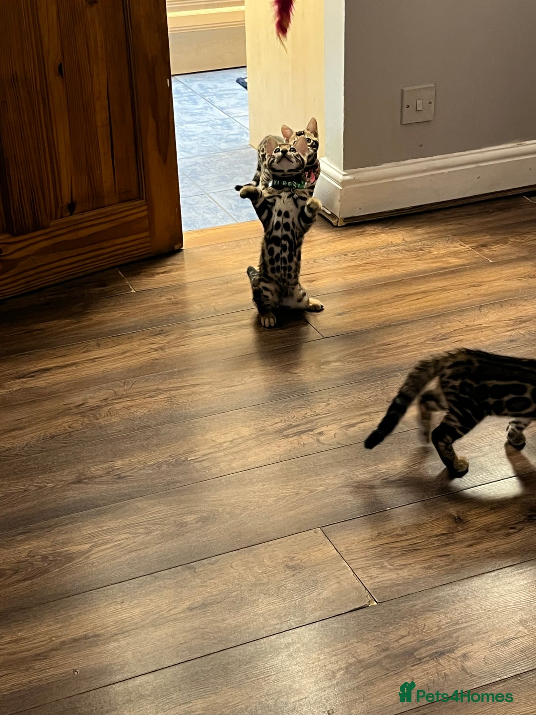 Bengal cats for sale: Available Pure Bengal kittens now! ♥️ - Image 6