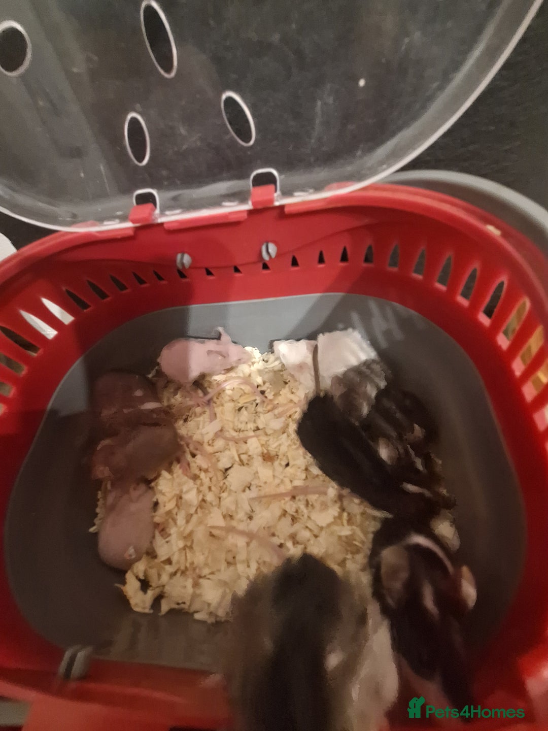 Mouse rodents for sale: Fancy pet mice for sale £8 each  - Advert 3