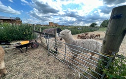 Alpaca livestock for sale: Herd of mixed Alpacs - Image 3
