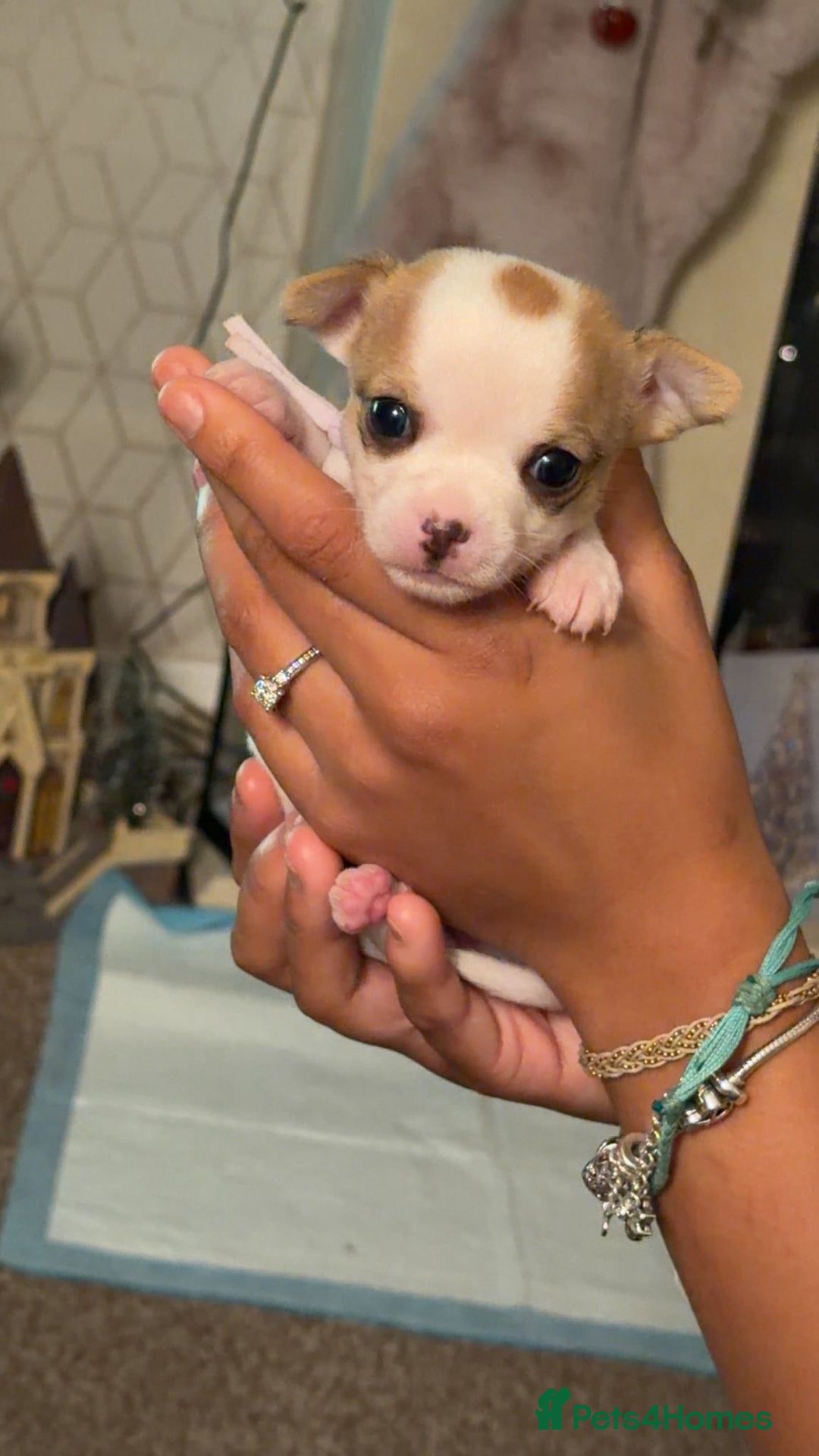 Chihuahua dogs for sale: 3 boys and 2 girls looking for there forever home - Advert 4