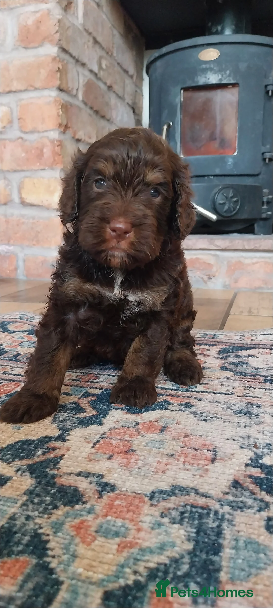 Miniature Poodle dogs for stud: DWKC  merle miniature poodle. Fully health tested  in Walsall - Advert 25