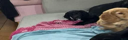 Cocker Spaniel dogs for sale: Kc reg working cocker boy puppy dna clear - Advert 5