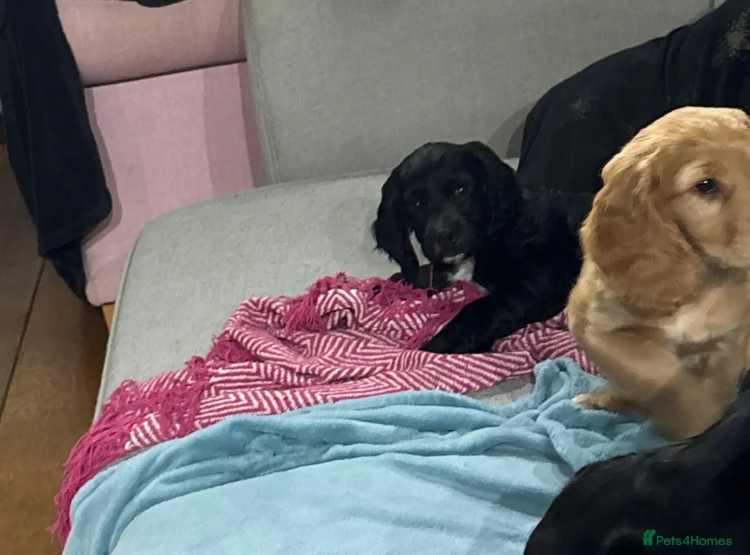 Cocker Spaniel dogs for sale: Kc reg working cocker boy puppy dna clear - Advert 5