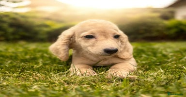 Dachshund dogs - Advert 5