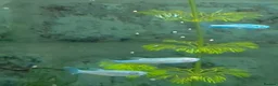 Danios fish for sale: 10 Pearl Danio albolineatus - Advert 4