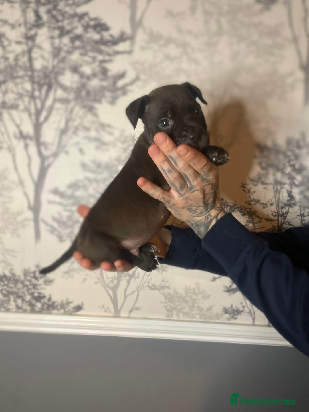 Shorty Bull dogs for sale: Proper pocket bully’s - Advert 15