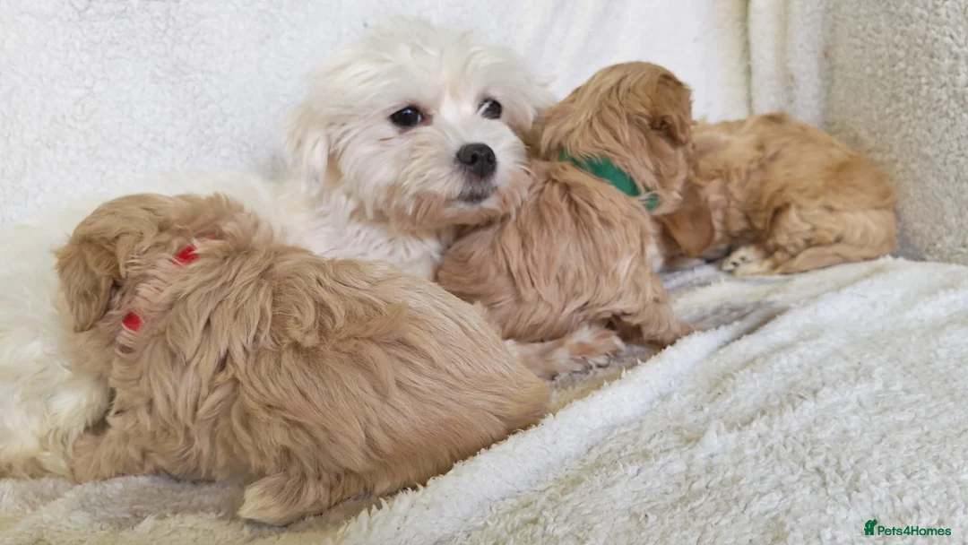 Maltipoo dogs for sale: Miniature Maltipoo Puppies - Advert 1