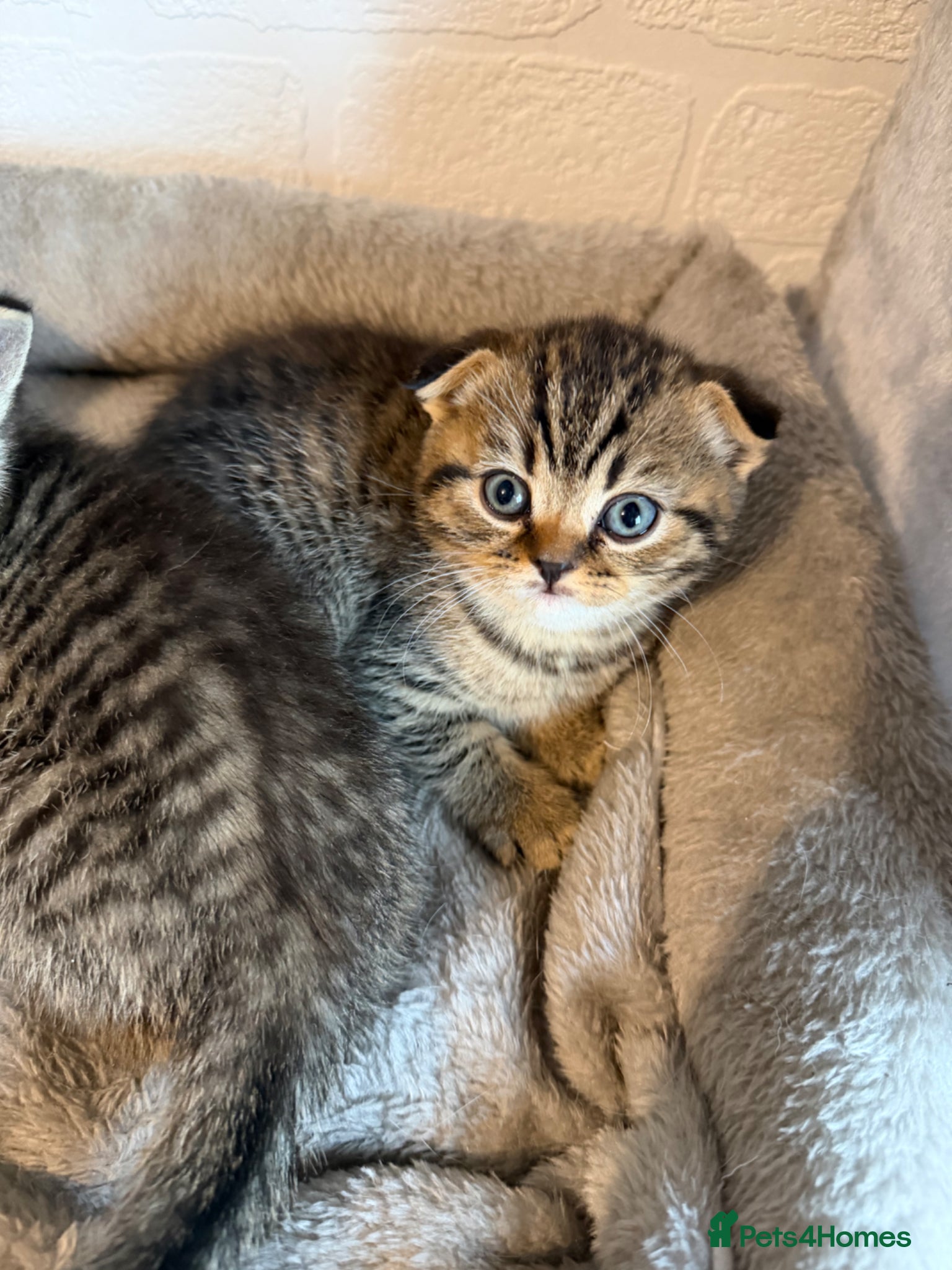 British Shorthair cats British short hair x Scottish fold kittens - Advert 4