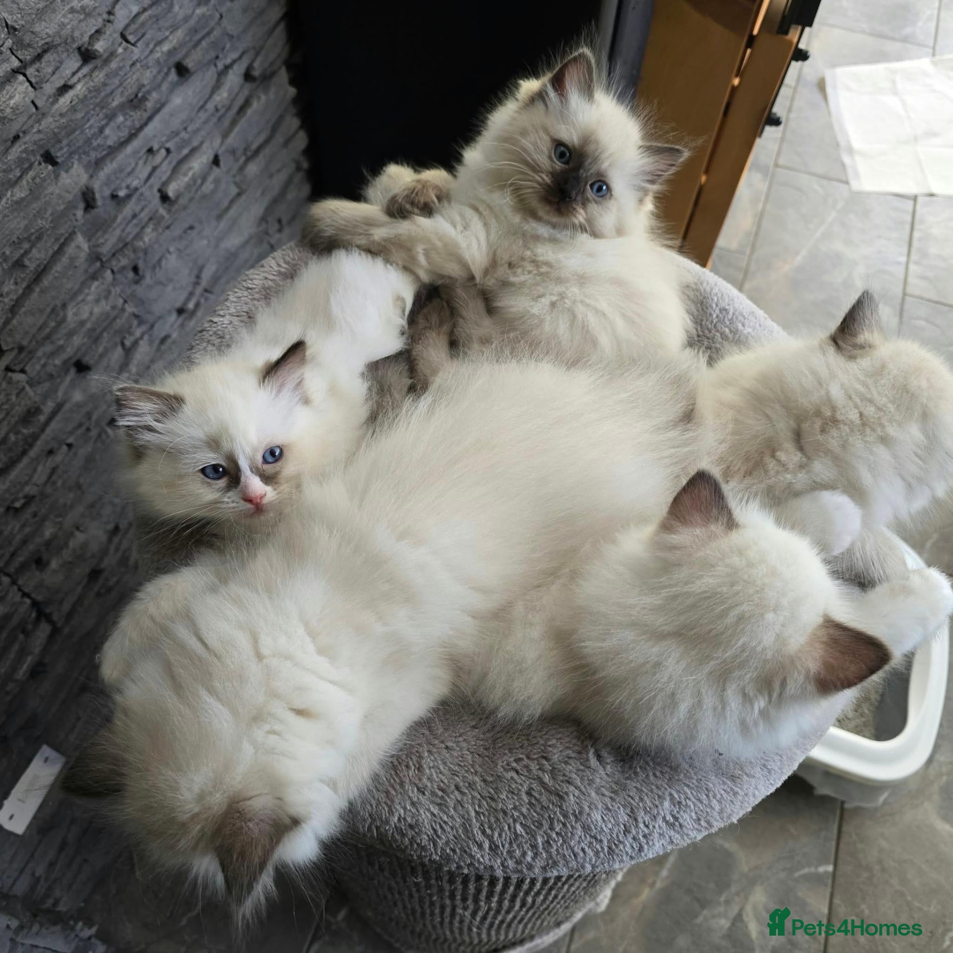 Ragdoll cats Adorable Ragdoll kittens looking for loving homes! - Advert 1
