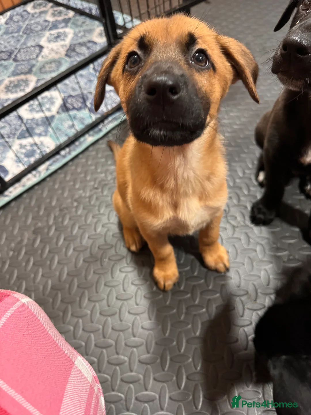 Mixed Breed dogs for sale: RARE BLUE EYE Sholly  ** tiff x Husky  - Advert 5