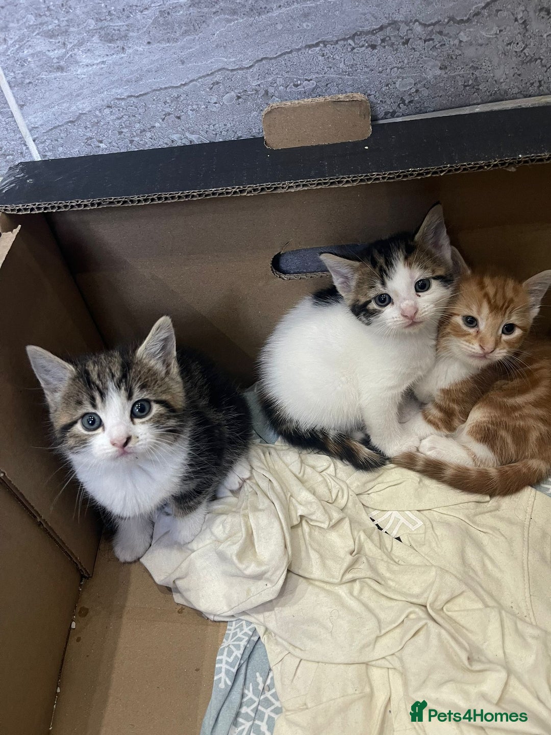 Mixed Breed cats for sale: Beautiful Fluffy Kittens  - Image 12
