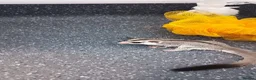 Sugar Glider rodents for sale: 4 male sugar gliders - Advert 3