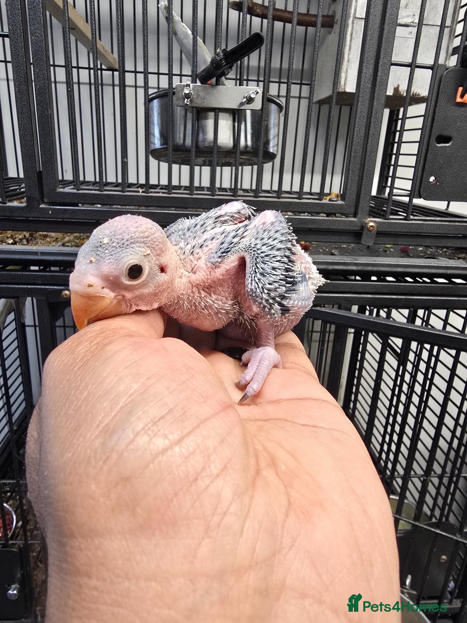 Ringnecks birds Baby Ringnecks  - Advert 14
