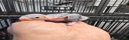 Ringnecks birds for sale: Baby Ringnecks 💥Sold💥 - Advert 18