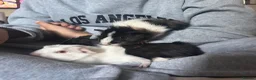 Guinea Pig rodents for sale: 3x male guinea pig babies  - Advert 5