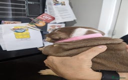 English Bulldog dogs for sale: Forever homes  - Image 23
