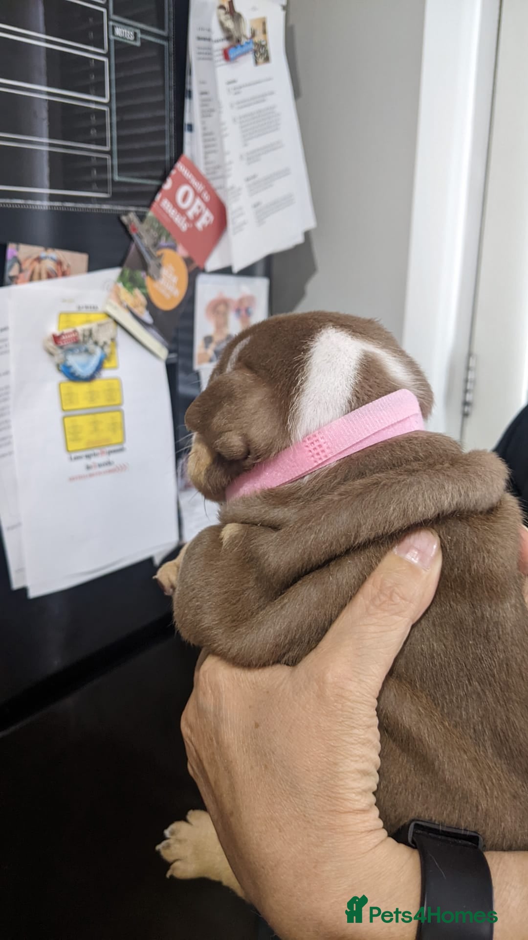 English Bulldog dogs for sale: Forever homes  - Image 23