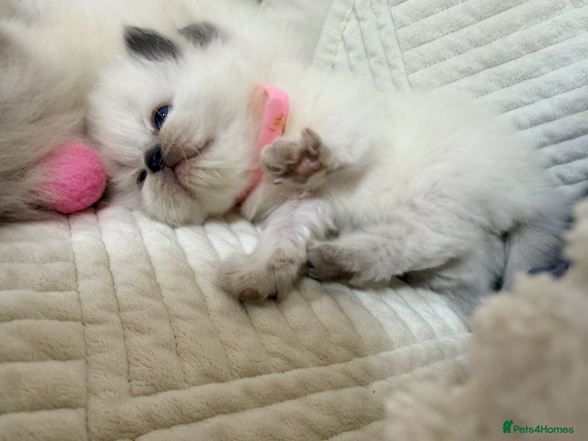 Ragdoll cats Stunning Bluepoint kittens for Sale  - Advert 1