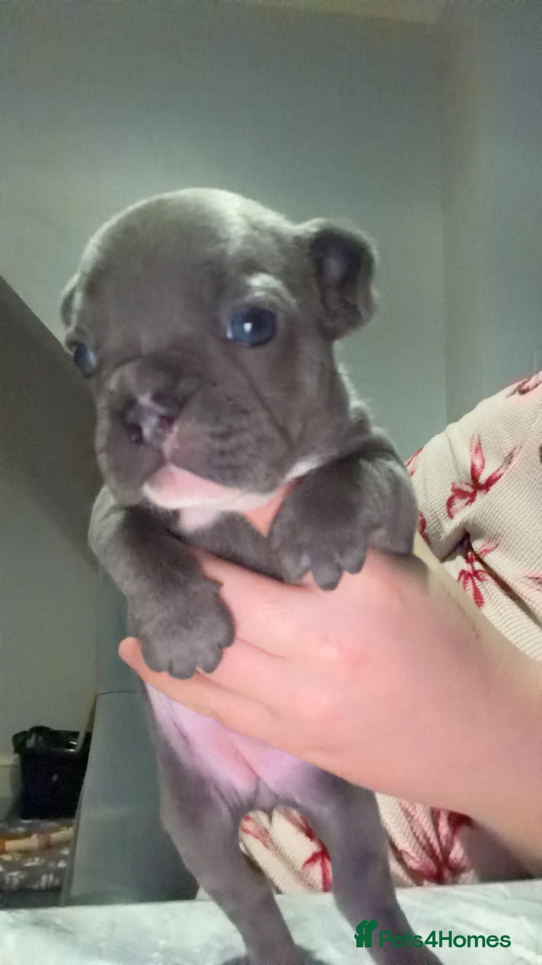 French Bulldog dogs for sale: Gorgeous Lilac, Pink Isabella, & Blue Frenchies - Advert 25