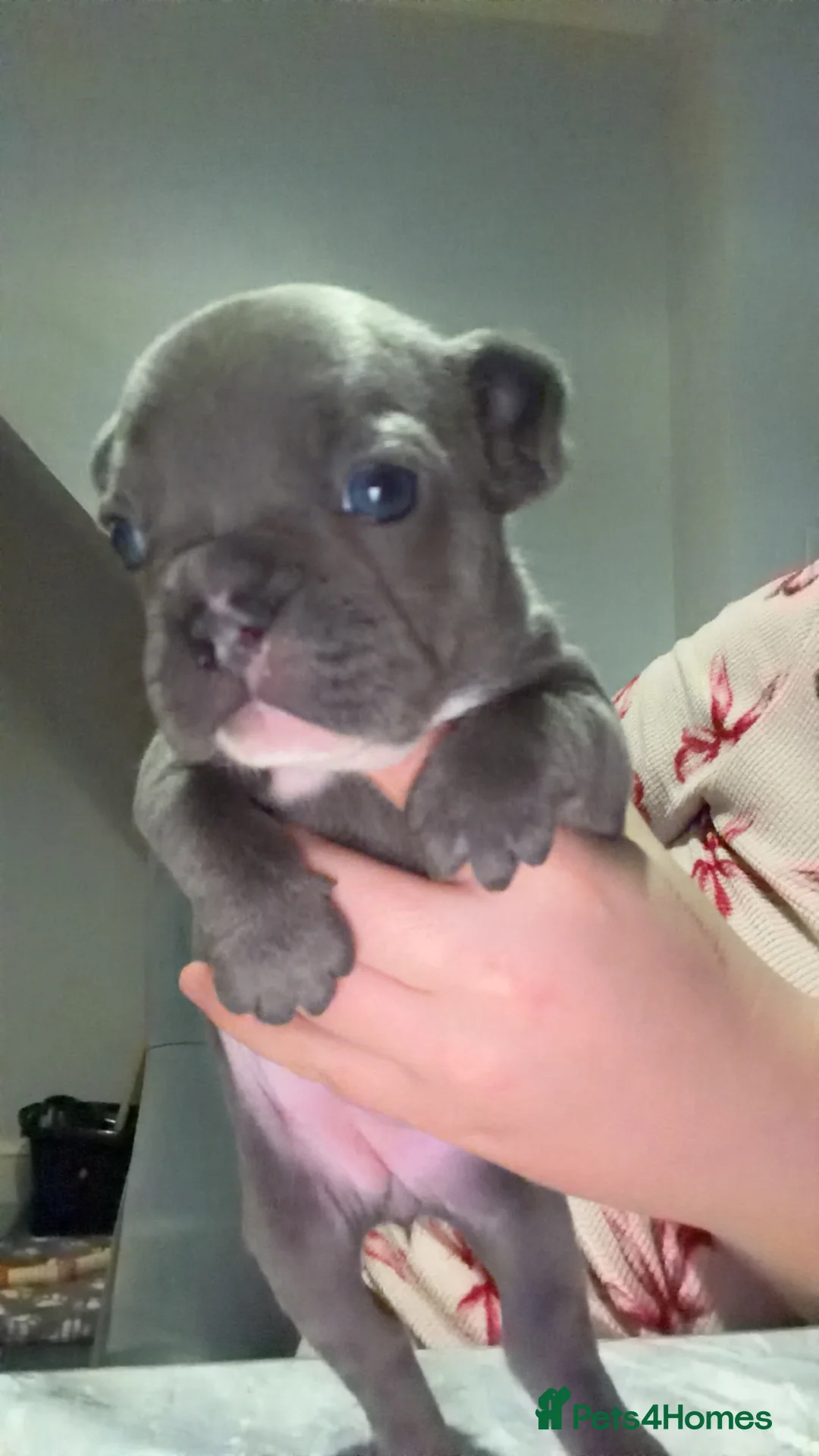 French Bulldog dogs for sale: Gorgeous Lilac, Pink Isabella, & Blue Frenchies - Advert 16