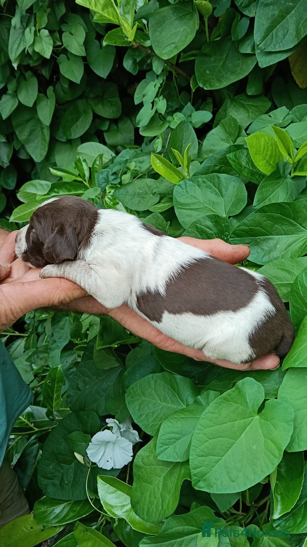 Mixed Breed dogs for sale: New Norfolk Spaniels- Ready Now - Image 22