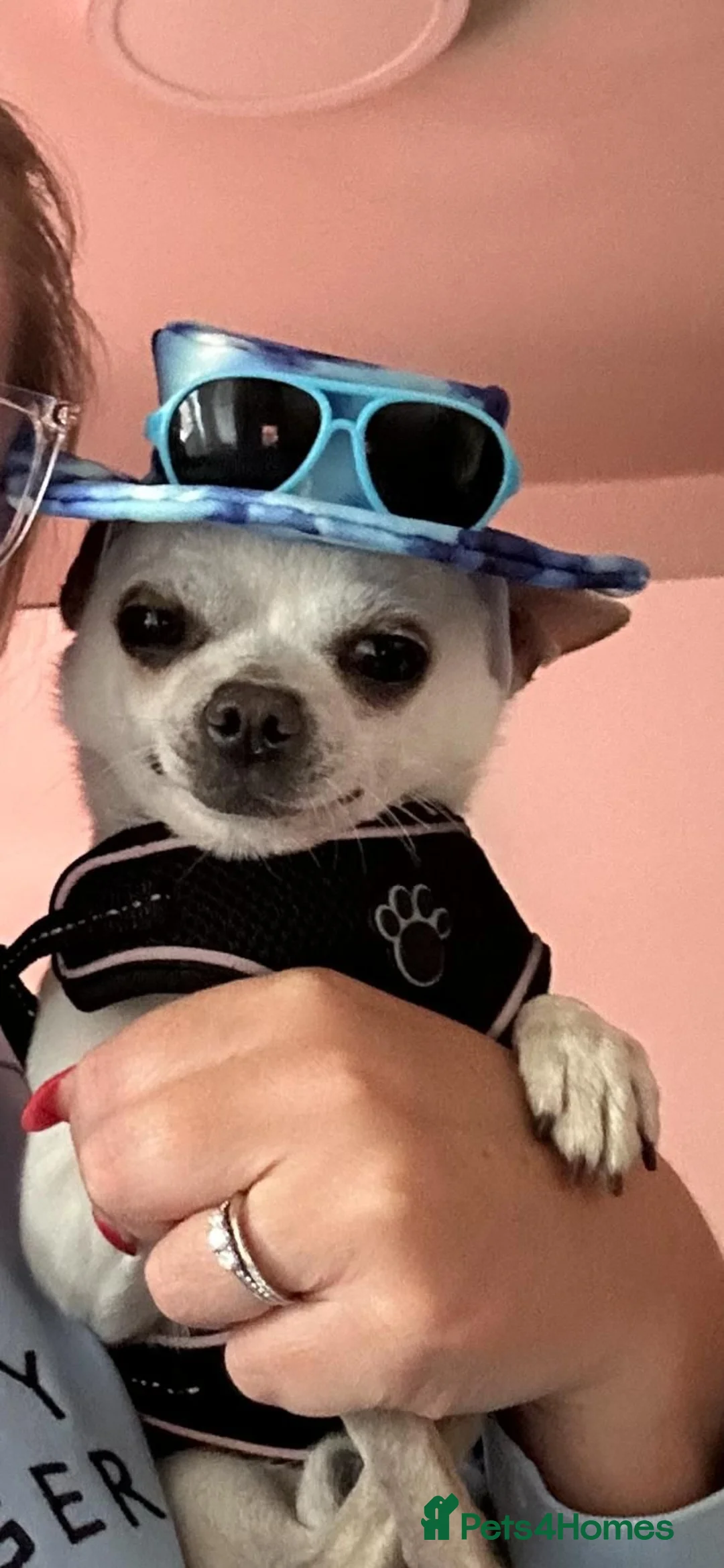 Chihuahua dogs for sale: Lovable and Friendly Chihuahua - Advert 2