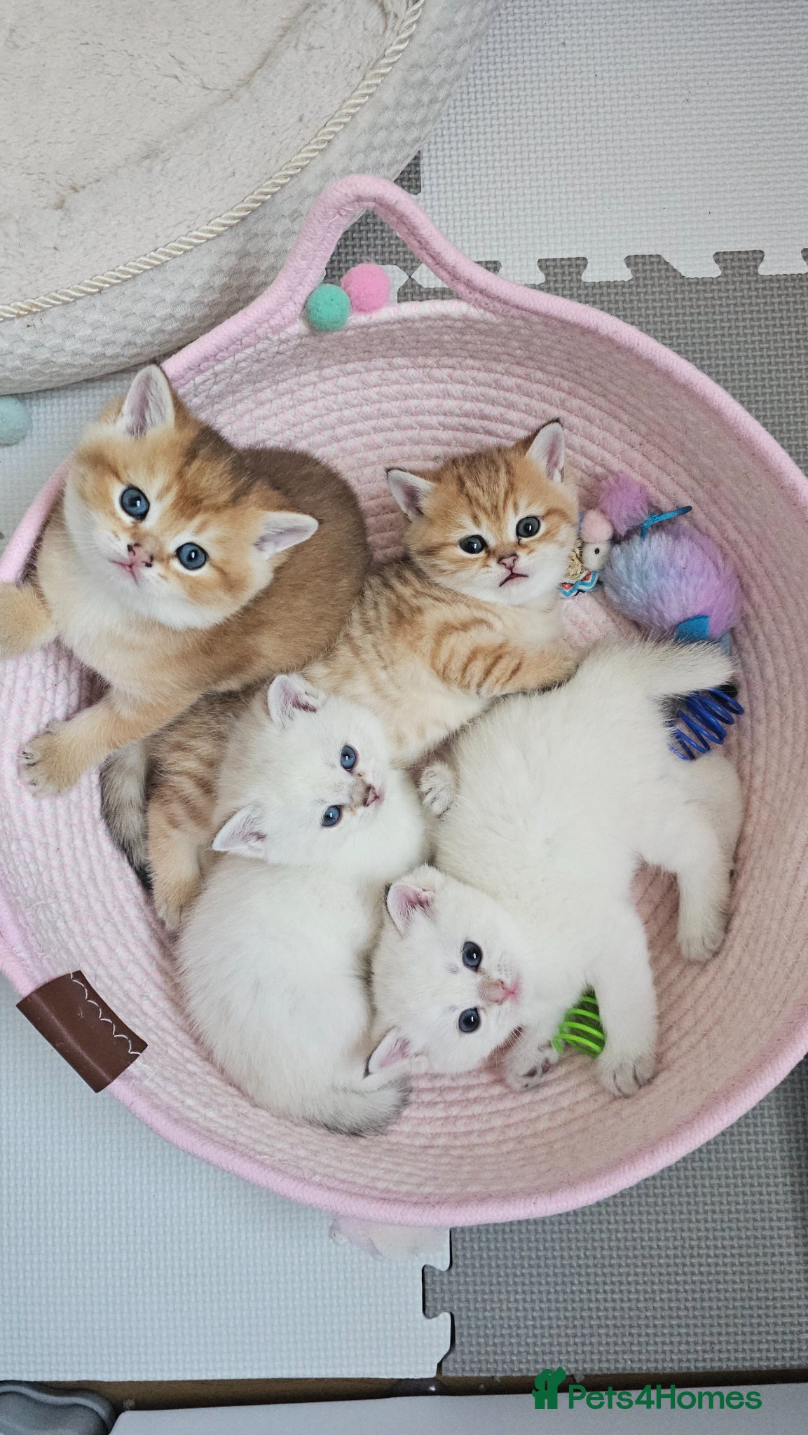 Scottish Fold cats TICA Reg😼Scottish Fold & Straight kittens😼 - Advert 3