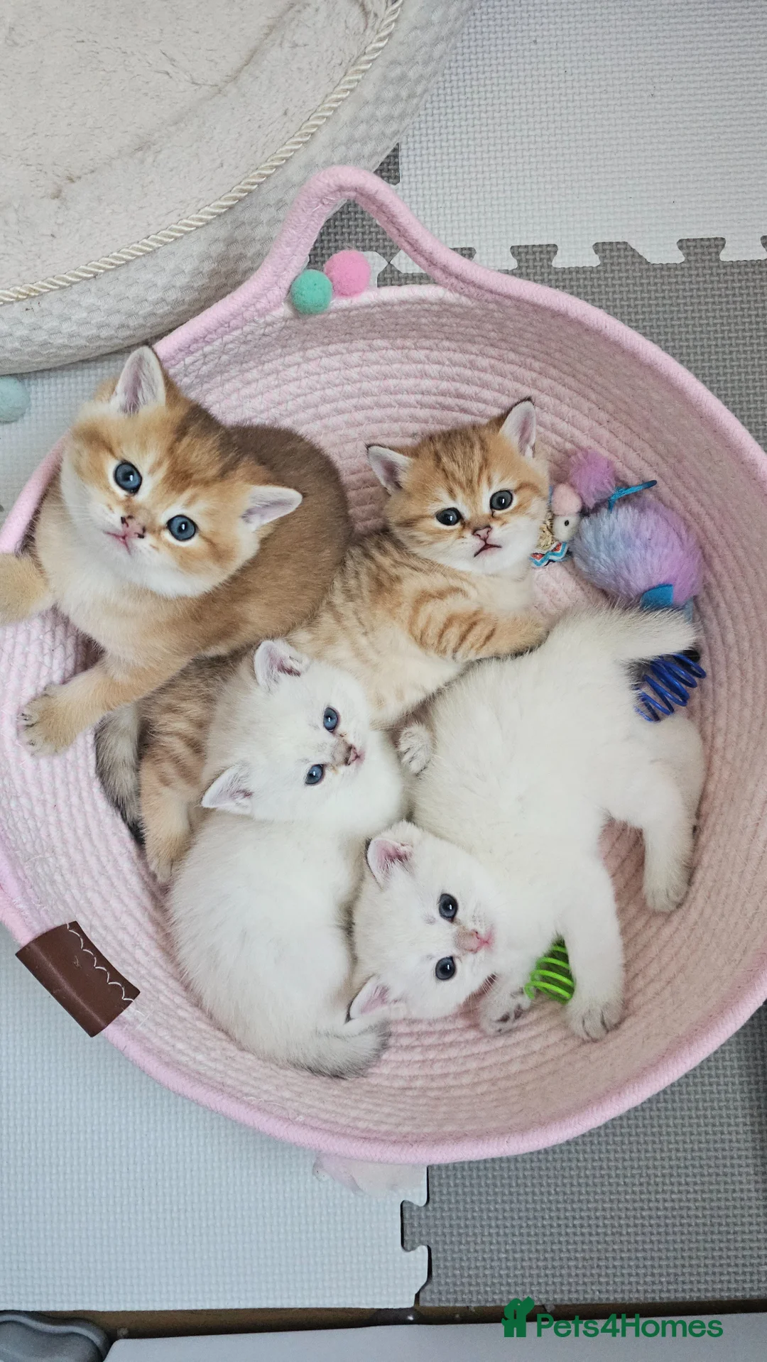 Scottish Fold cats for sale: TICA Reg😼Scottish Fold & Straight kittens😼 - Advert 1
