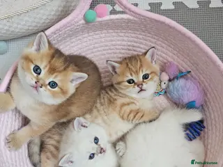 Scottish Fold cats TICA Reg😼Scottish Fold & Straight kittens😼 - Advert 3