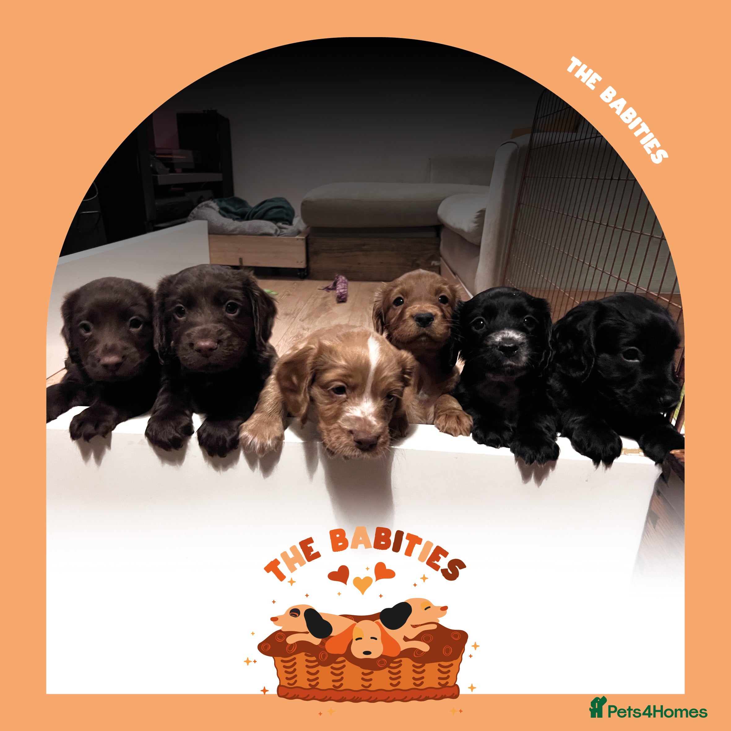 Cocker Spaniel dogs Working Cocker Spaniels Puppies for sale  - Advert 12