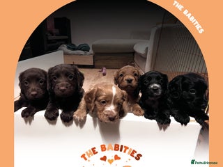 Cocker Spaniel dogs Working Cocker Spaniels Puppies for sale - Advert 12