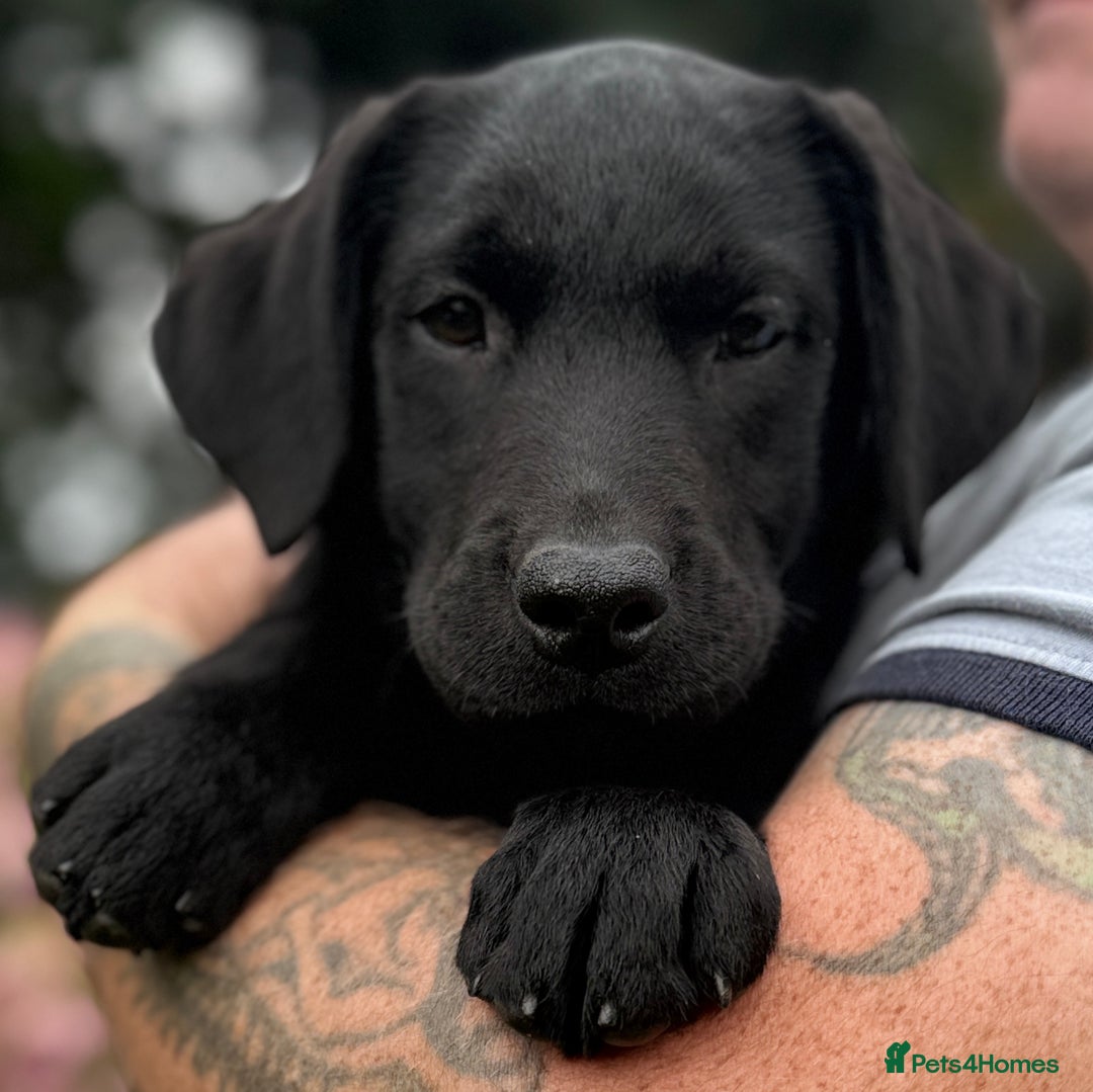 Labrador Retriever dogs for sale: Fully vaccinated -Gorgeous KC Reg Labrador Puppies - Image 5