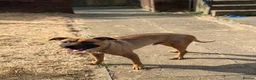 American Bull Staffy dogs for stud: Athletic American staff  - Advert 4