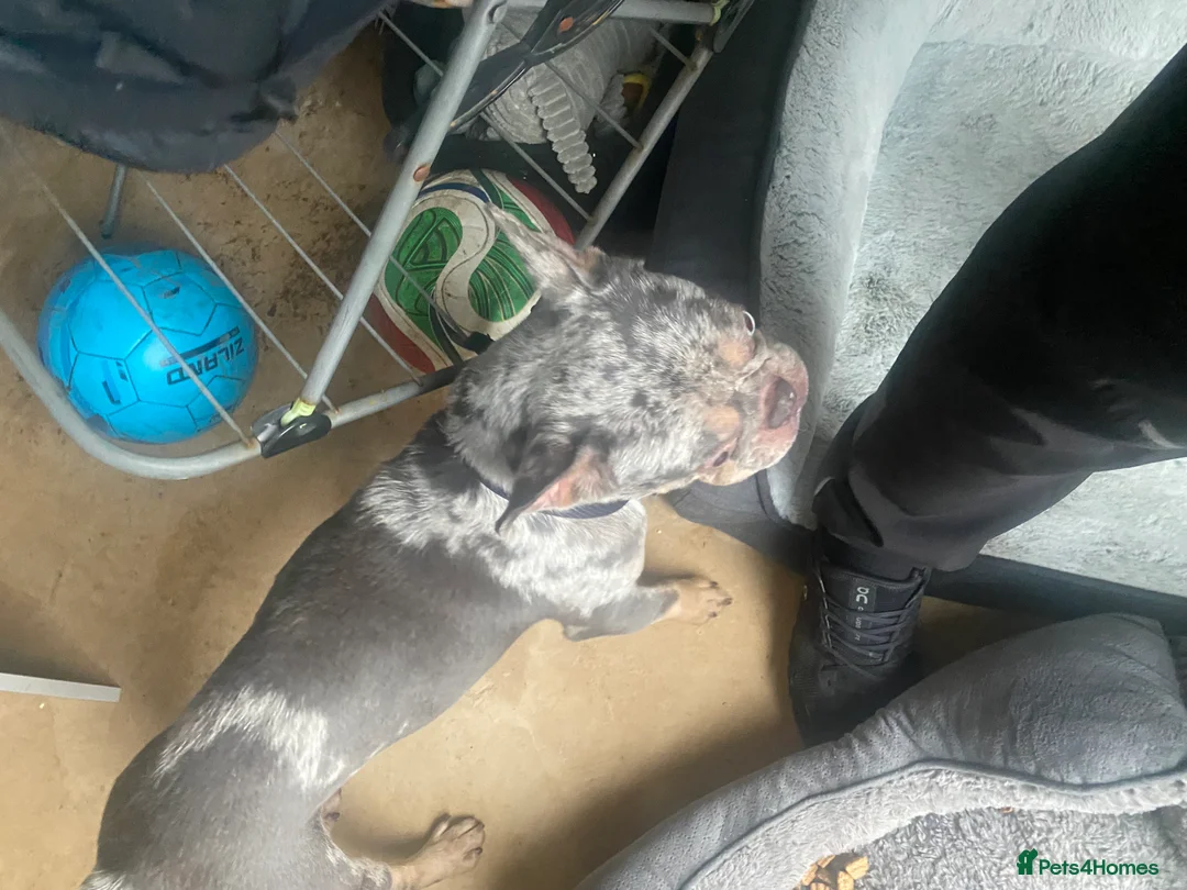 French Bulldog dogs for sale: Narla  in Bury - Advert 6