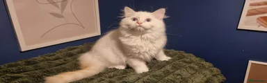 Enzo