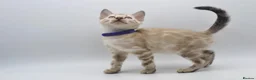 Bengal cats for sale: Stunning TICA Registered Bengal Kittens - Advert 3
