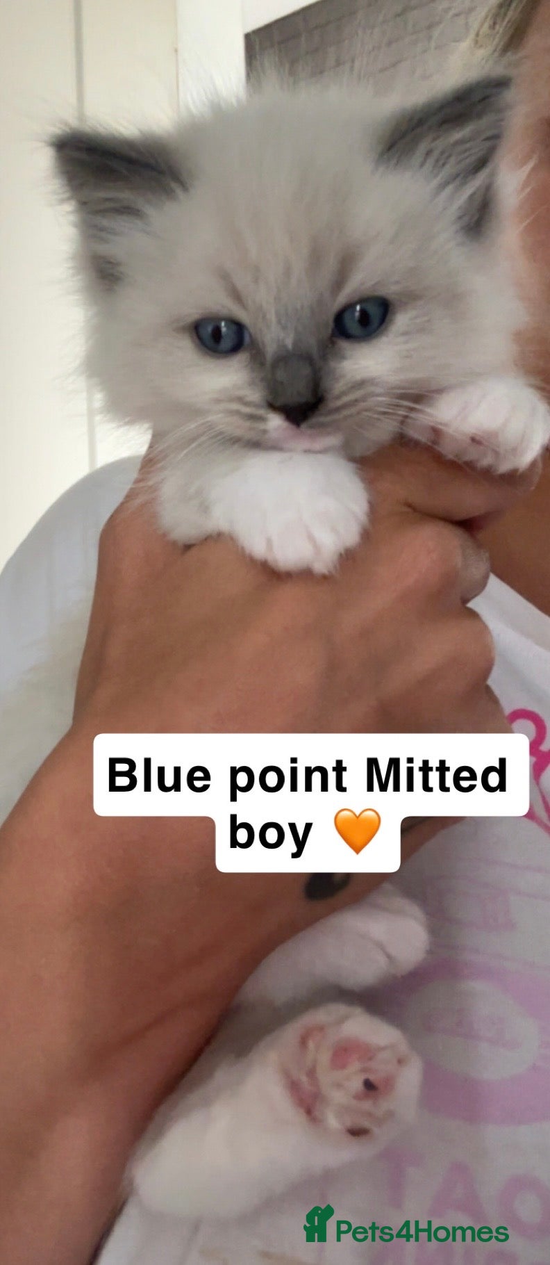 Ragdoll cats 💙reduced- fluffy Ragdoll boys💙 - Advert 1