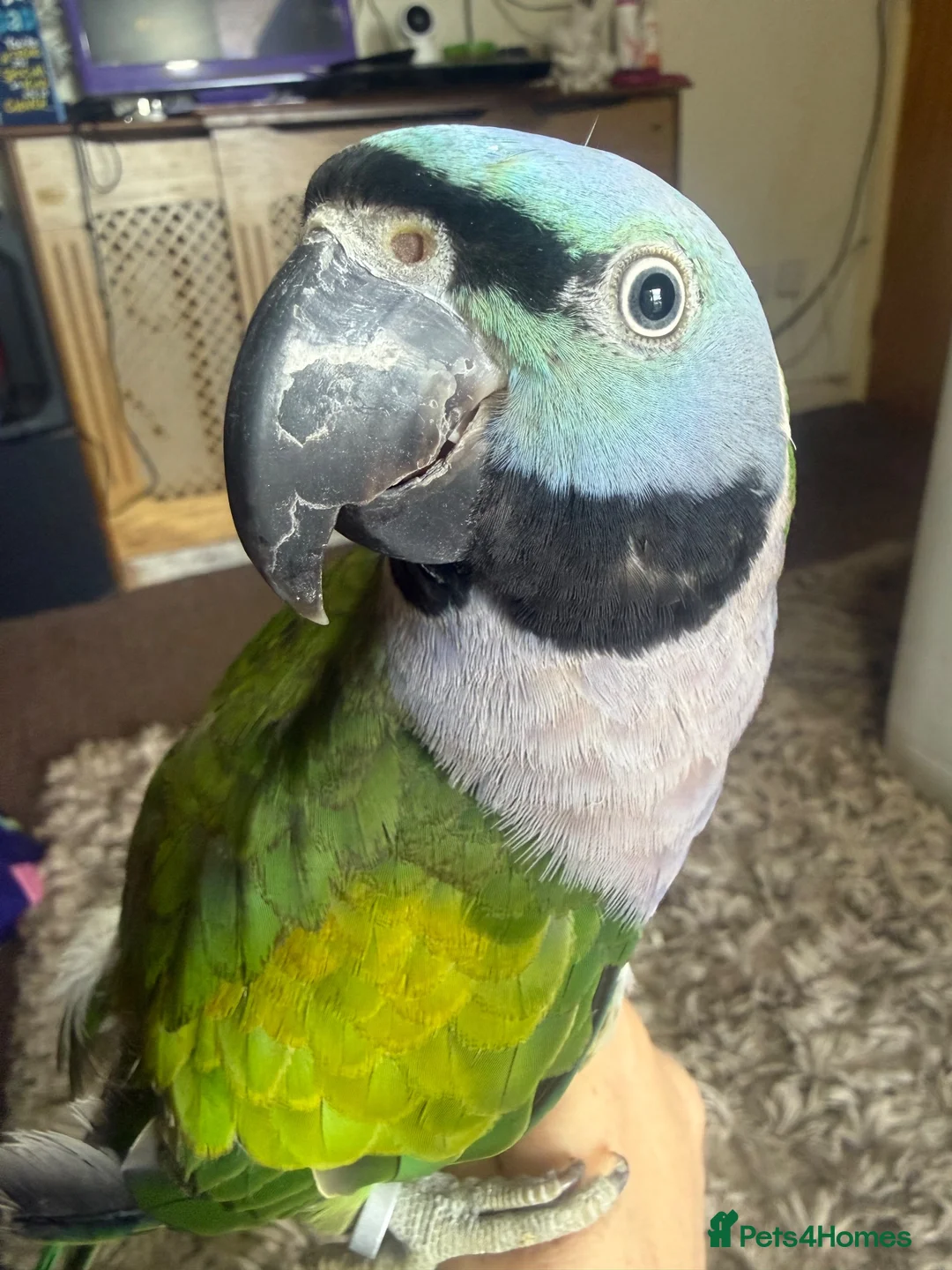 Parrots birds for sale: Tame Lord Derbyran parrot - Advert 2