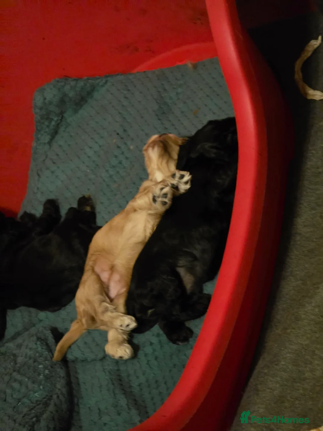 American Cocker Spaniel dogs for sale: American cocker spaniels puppies - Advert 20