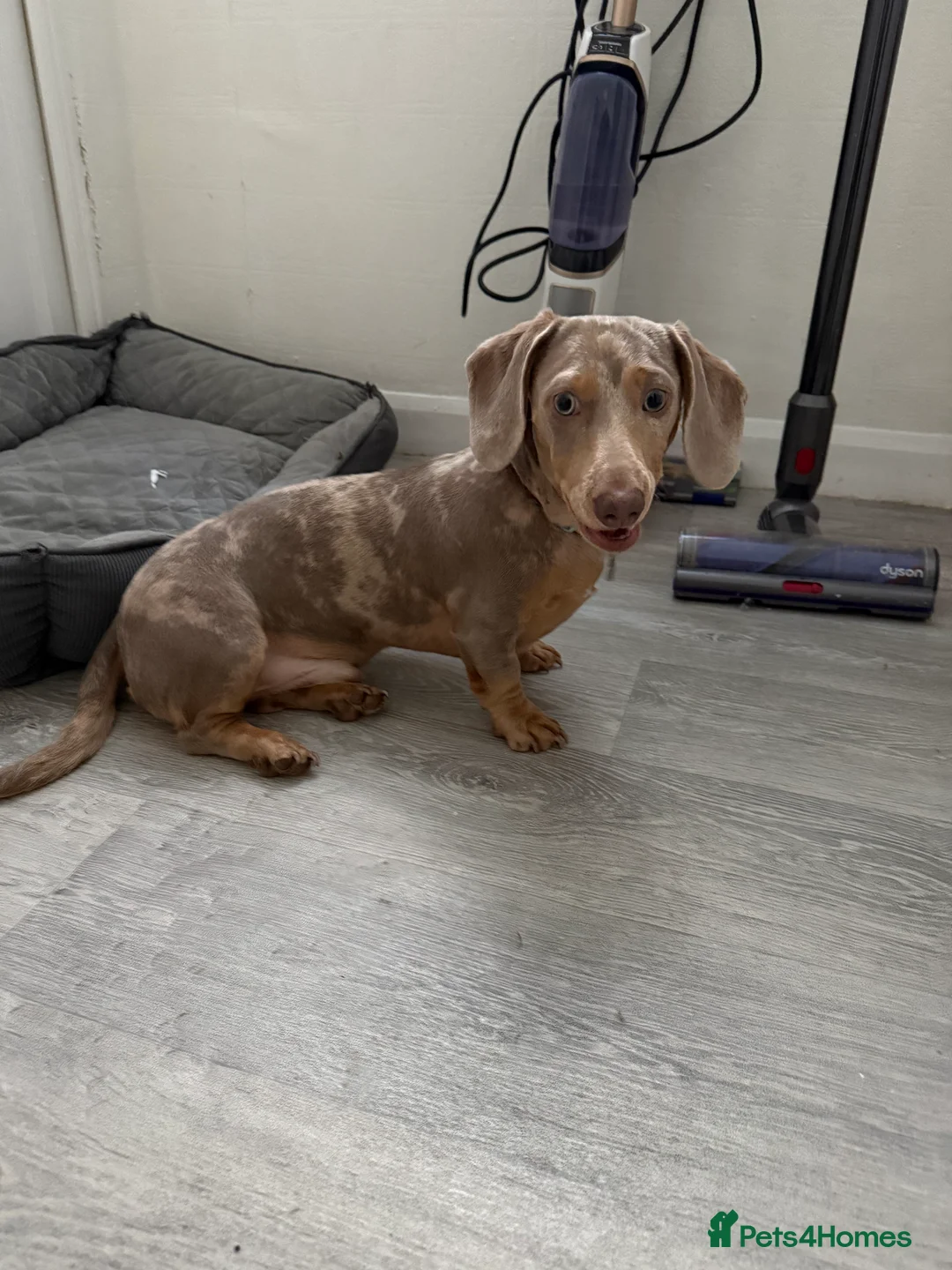 Miniature Dachshund dogs for sale:  Isabella Dapple Miniature Dachshund boy  - Advert 1