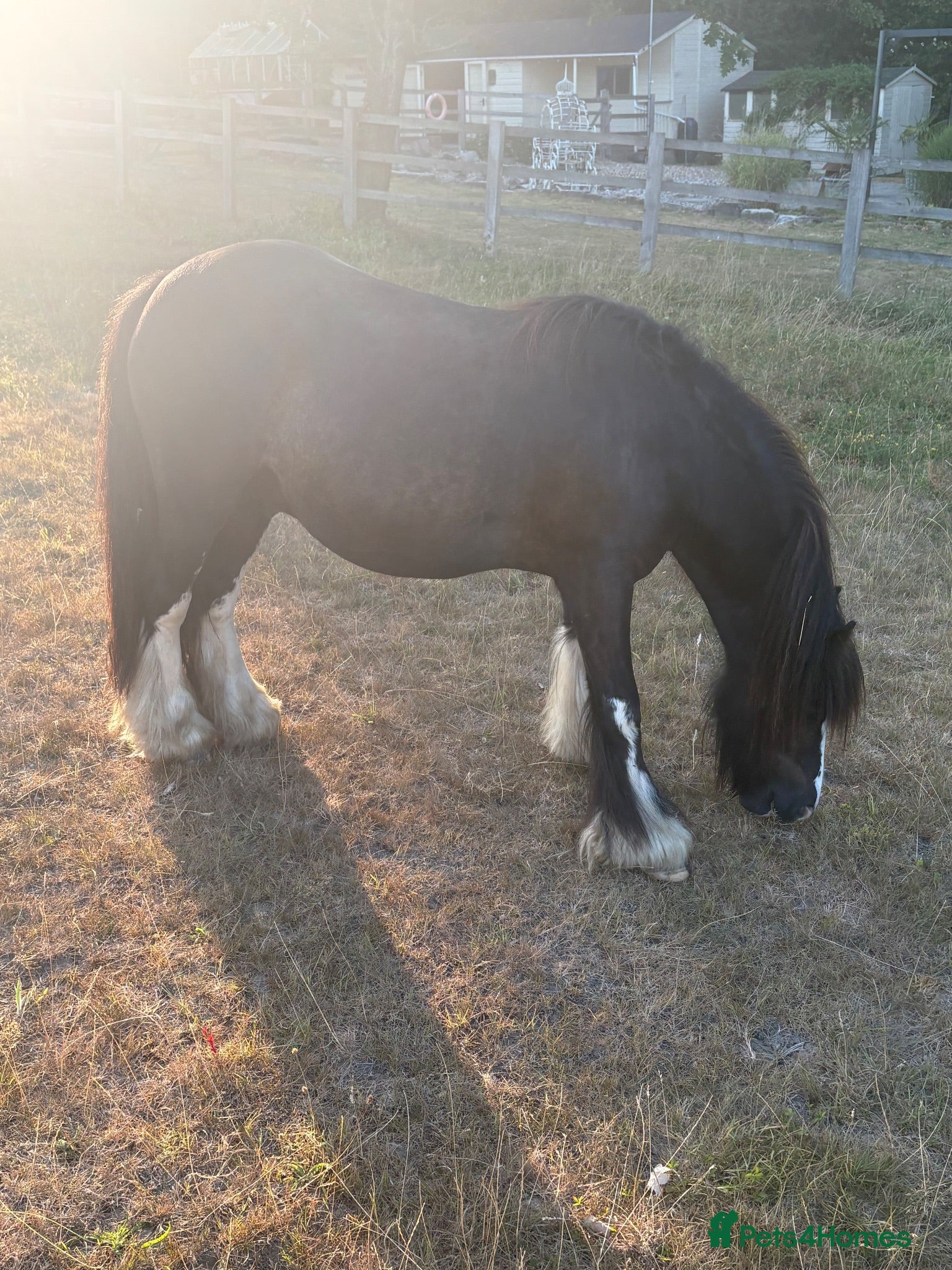 Irish Cob horses Mini Cob gelding - Advert 16
