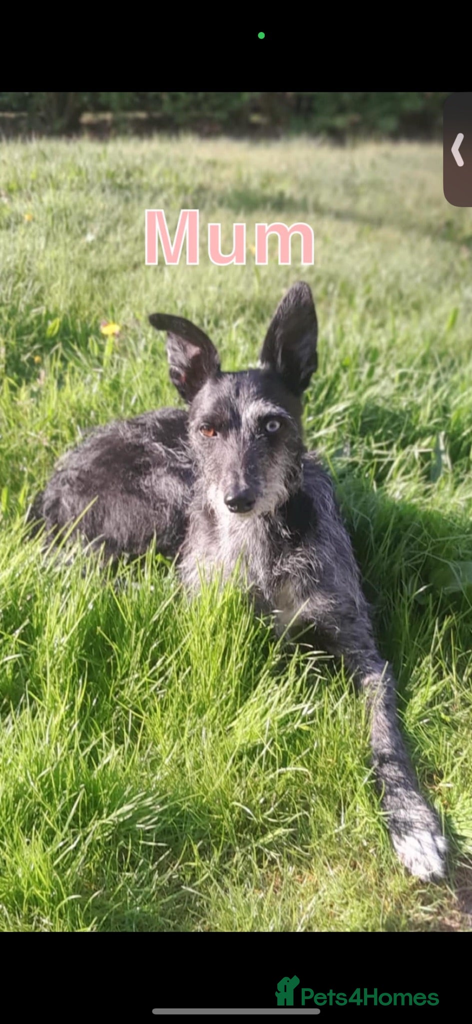 Lurcher dogs Blue puppy  - Advert 6