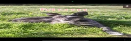 Lurcher dogs for sale: Blue puppy  - Advert 1