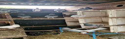 Pigeons birds for sale: Mixed lot of pigeons - Advert 5
