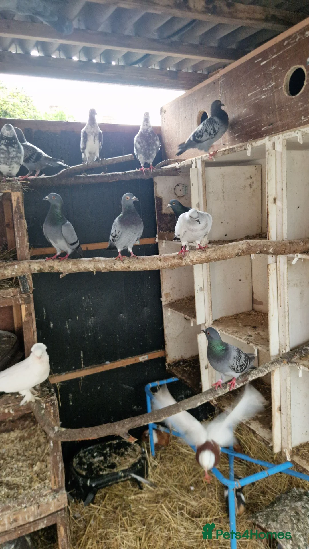 Pigeons birds for sale: Mixed lot of pigeons - Advert 5