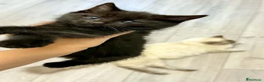 Ragdoll 4