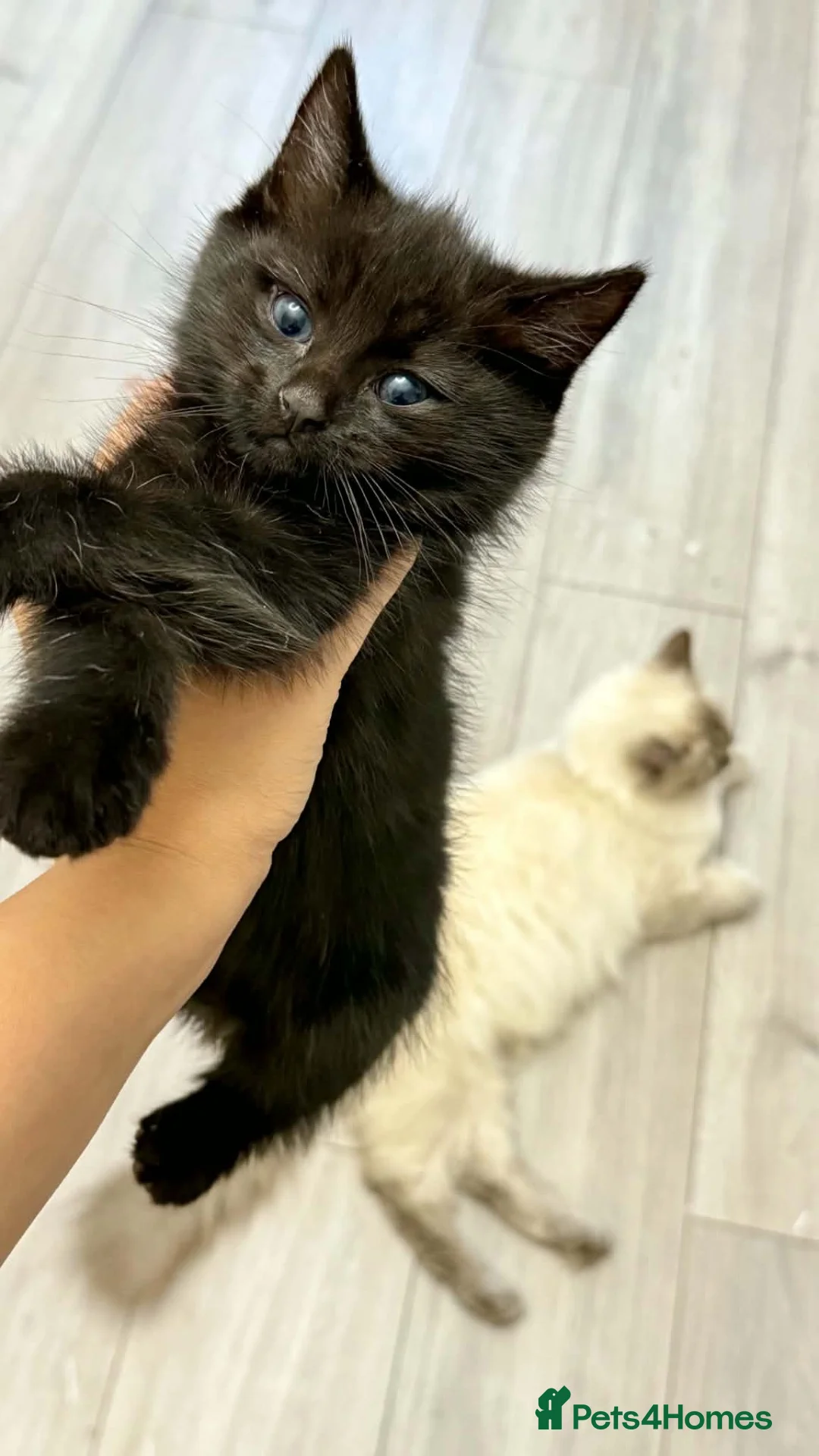 Ragdoll cats for sale: Kittens mix of Ragdoll and York chocolate.🐈‍⬛🐾 - Advert 5